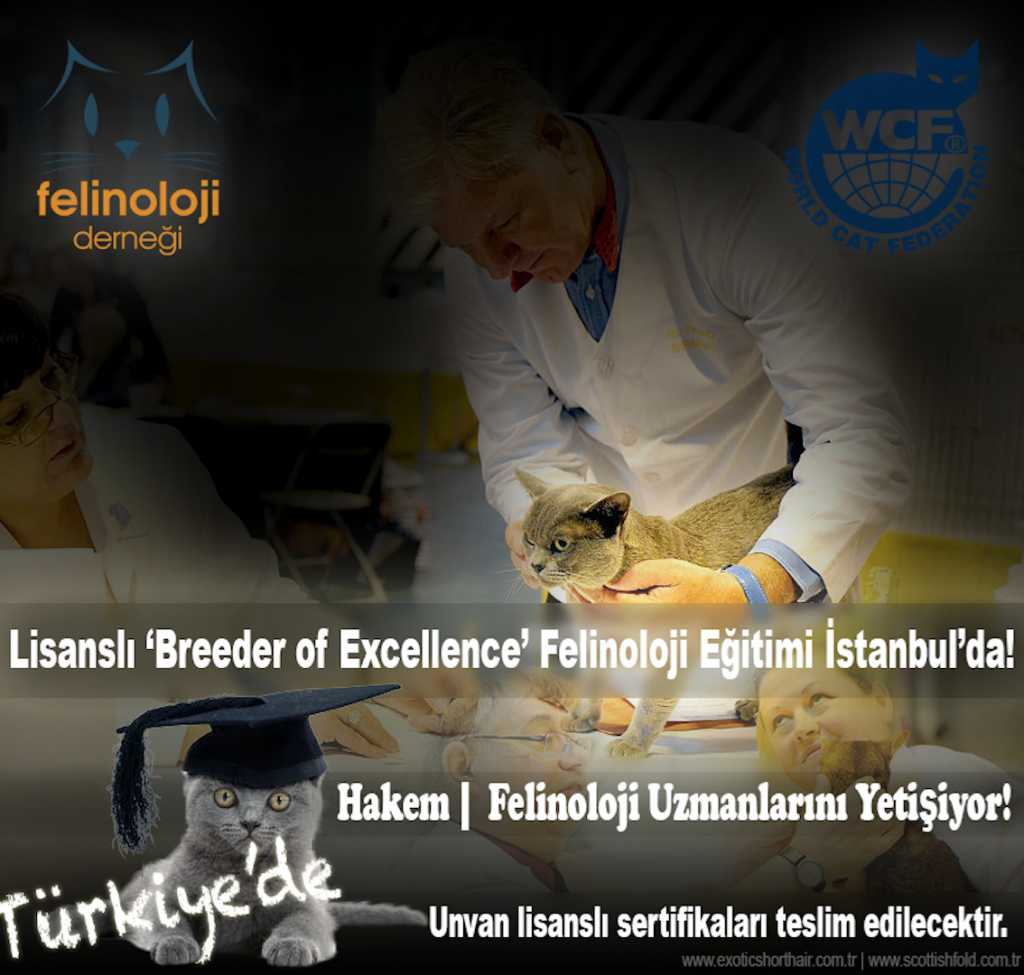 Lisanslı Breeder of Excellence Felinoloji Felinolog Eğitimi İstanbul’da!! www.exoticshorthair.com.tr | www.scottishfold.com.tr