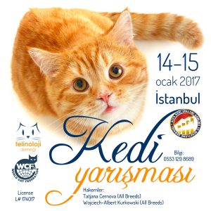 Kedi Yarışması-TR