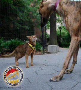 Kedilerde Temel Eğitim Hakkında Merak Ettikleriniz Kediniz Bir Köpek Değildir Alfa Kedi Irkları Koruma ve Denetleme Derneği